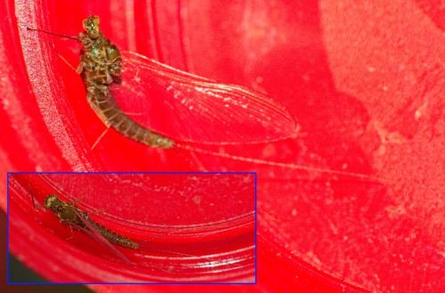 Serratella ignita